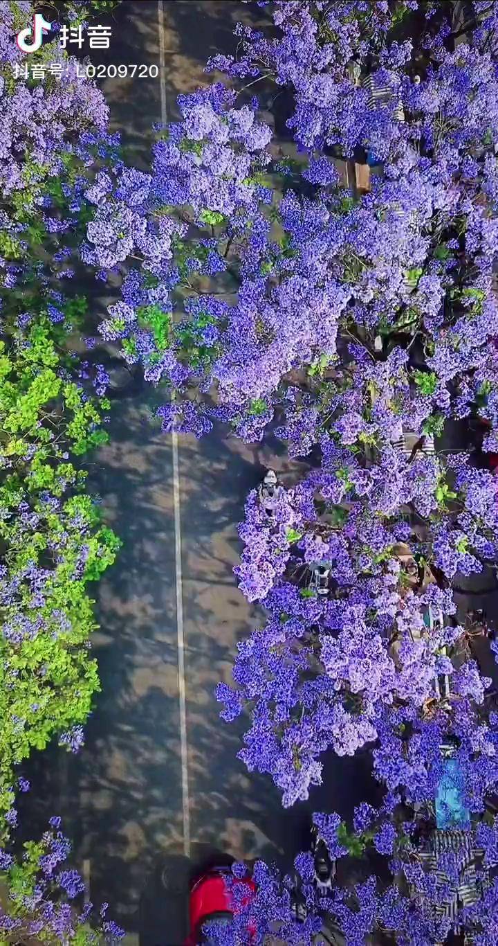 滿城藍紫色的浪漫在花樹下穿梭藍花楹昆明