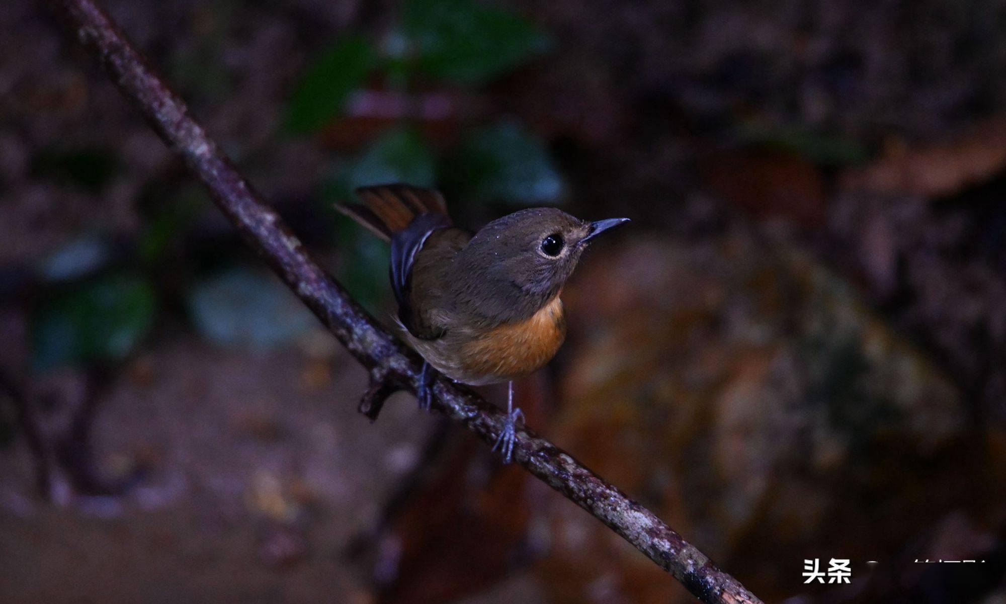 海南蓝仙鹟雌鸟样儿萌