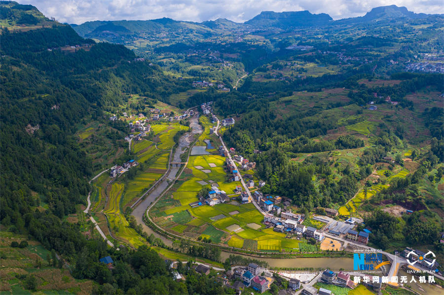 重庆市万州区罗田镇阳河村田野间金色稻浪翻滚.