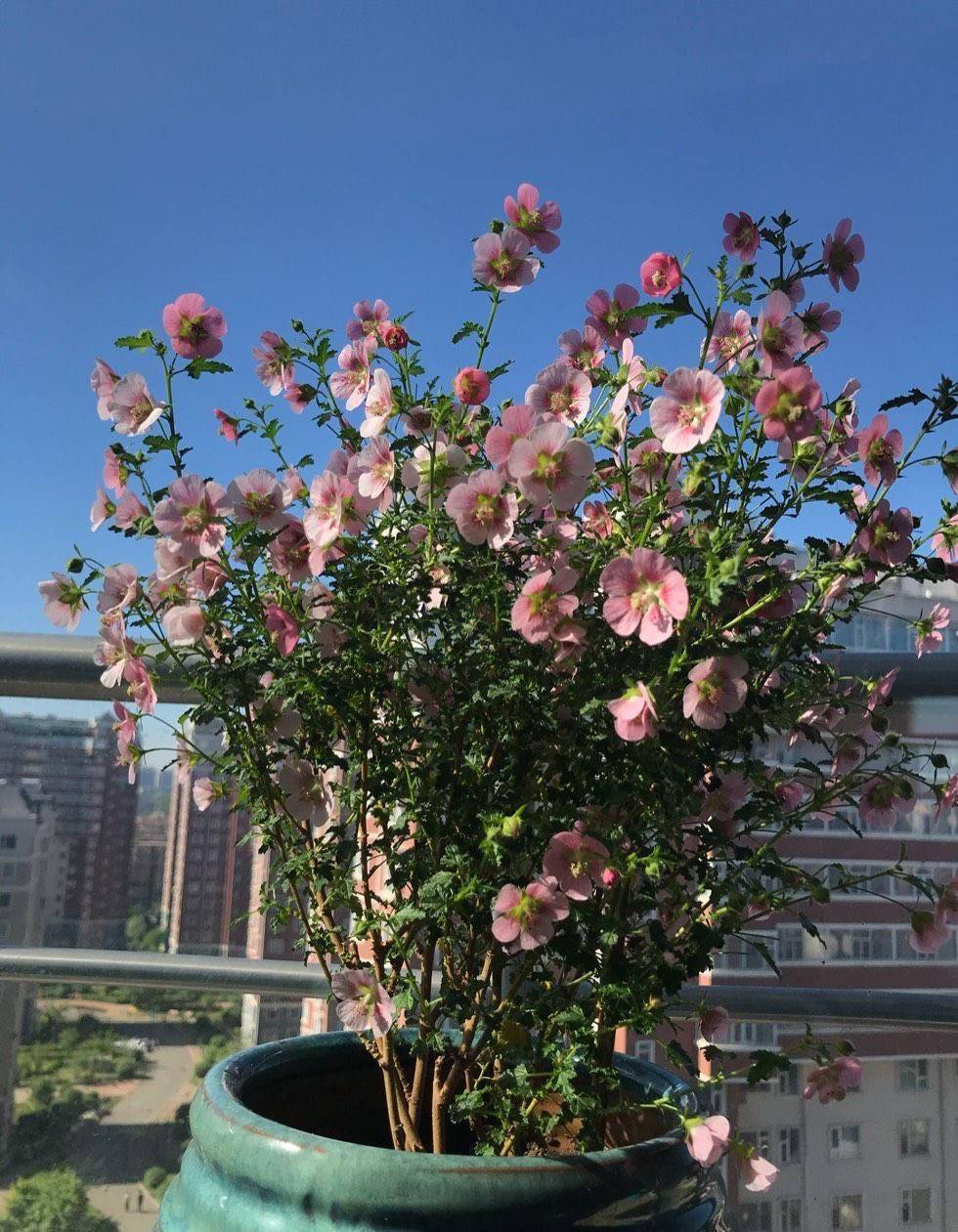 养好小木槿,做到3点,花期更长了,侧枝多花量大美美哒