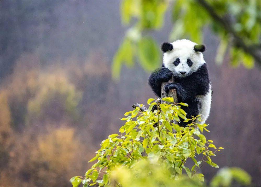 亲近·净土阿坝丨阿坝州九大文旅品牌——大熊猫!