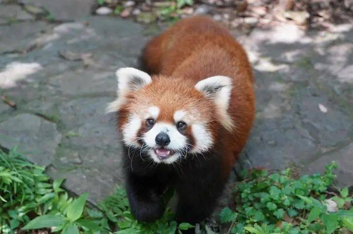 怎么画小熊猫的方法 ba30e99392384ed3853cd93b6c48909b.jpeg