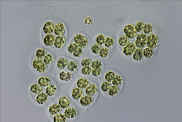 微囊藻显微照片微囊藻等有害蓝藻本身就可以视为水质