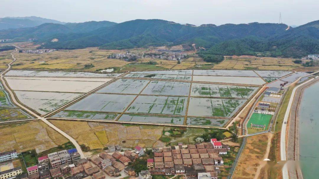 盘谷镇万亩基地鱼虾游嬉,稻渔飘香,吉水让水稻田变成聚宝盆