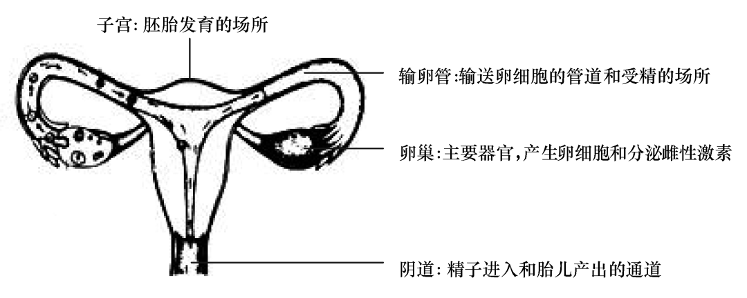 (2)女性生殖系统结构和功能
