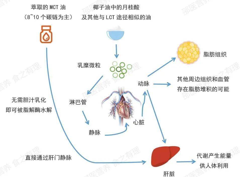 且由于直接肝门静脉运输至肝脏,代谢产生能量,不会增加脂肪堆积风险