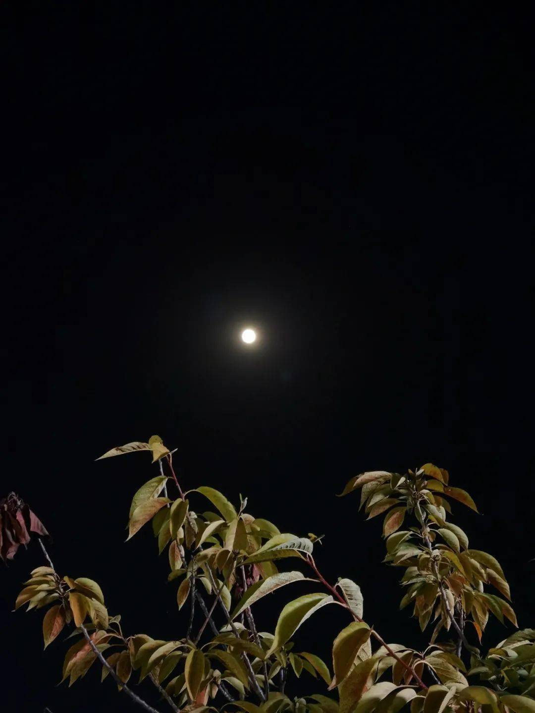 我们的节日!赏月,吟诗,过中秋!_月亮