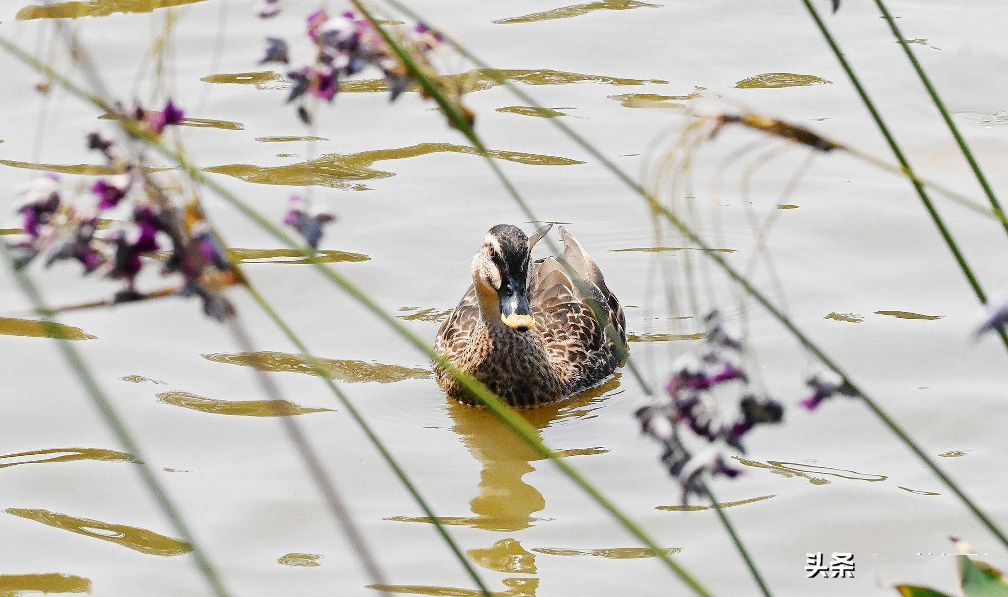 海珠湖里的野鸭子_广州