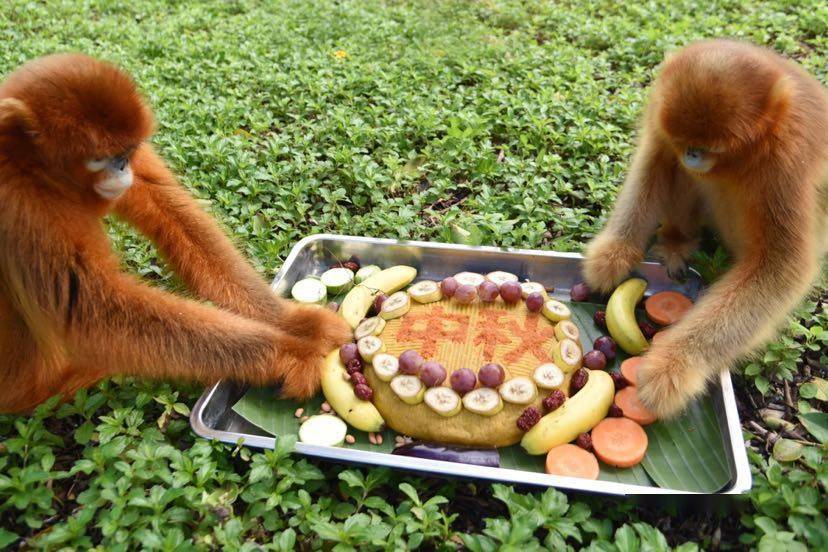 深圳野生动物园国宝动物吃"中秋月饼"_金丝猴