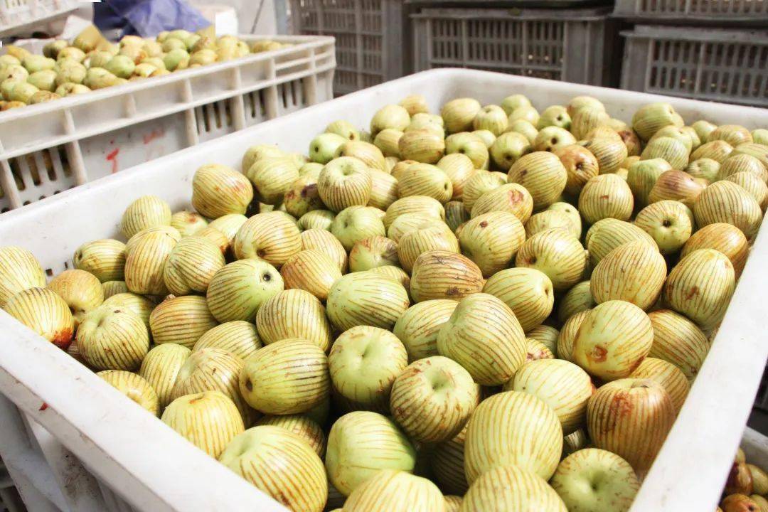 央视关注看宣城水东古镇制蜜枣迎中秋