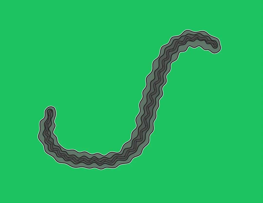 皮肤|深圳龙岗区出现一例输入性钩端螺旋体感染病例