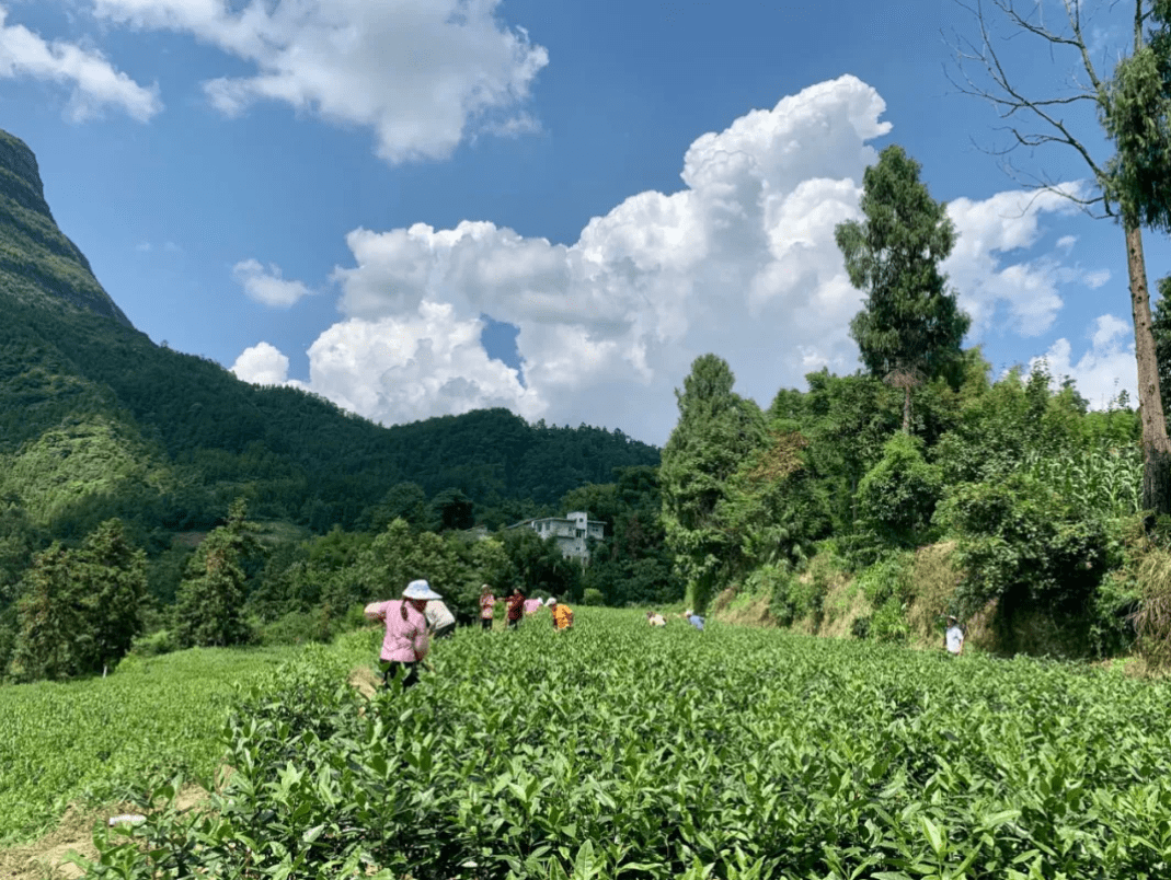 夏末秋初,走进贵州省遵义市正安县小雅镇东山村,白茶采摘已经结束,一