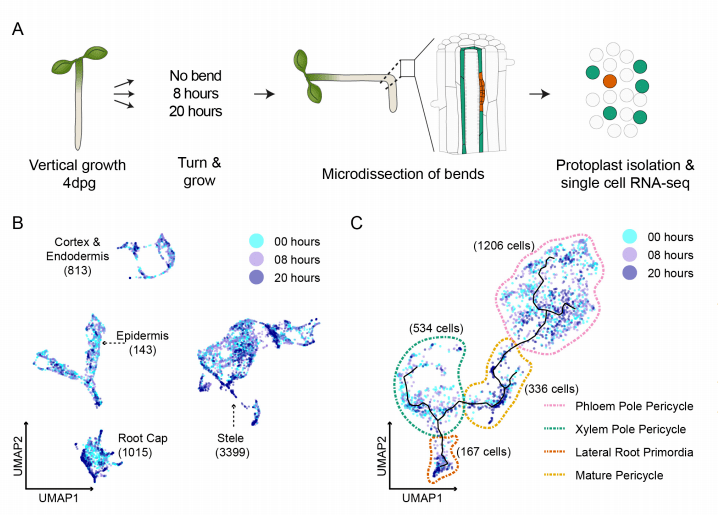 植物单细胞转录组学最新文献集锦_侧根