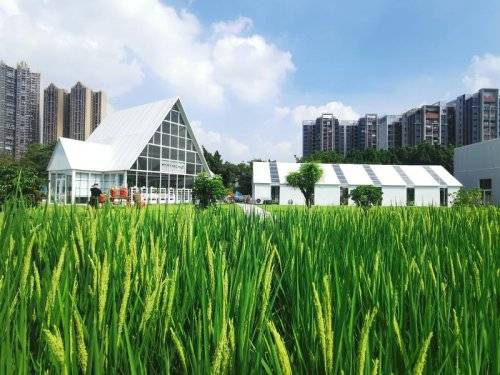 信息时报记者 李丹 摄据了解,天河精品农业公园以"政府引导,企业主体