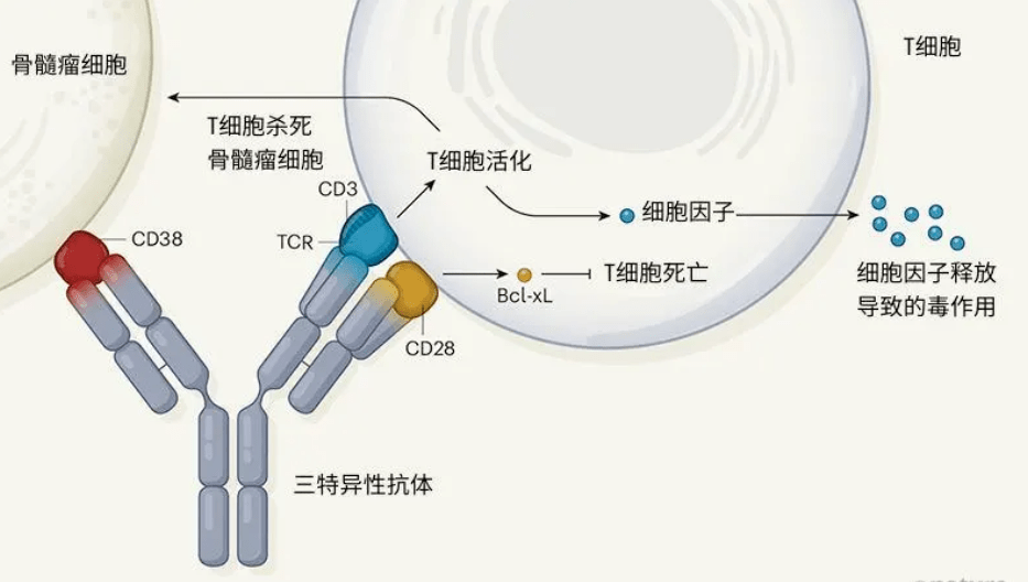 enhance the therapeutic efficacy of tumor-directed t cells