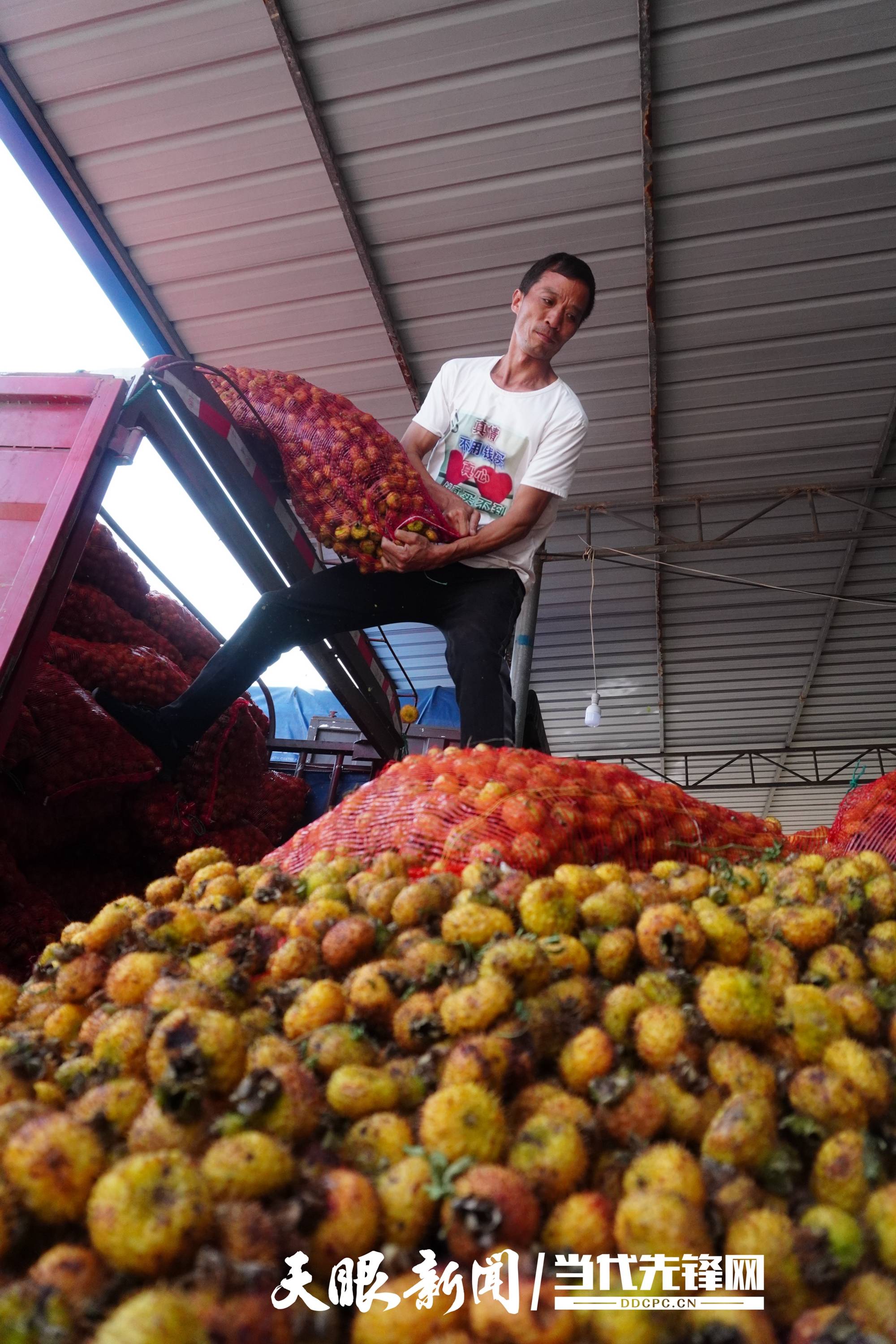 增产又增收!大方刺梨生产加工忙