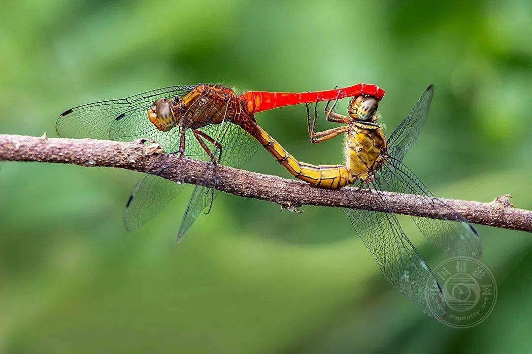 摄影|获奖公布丨2021第十届台中国际摄影艺术展作品（自然组）