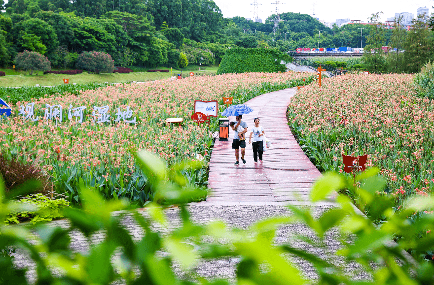 市民帶著孩子在觀瀾河溼地公園休閒娛樂.全國首條