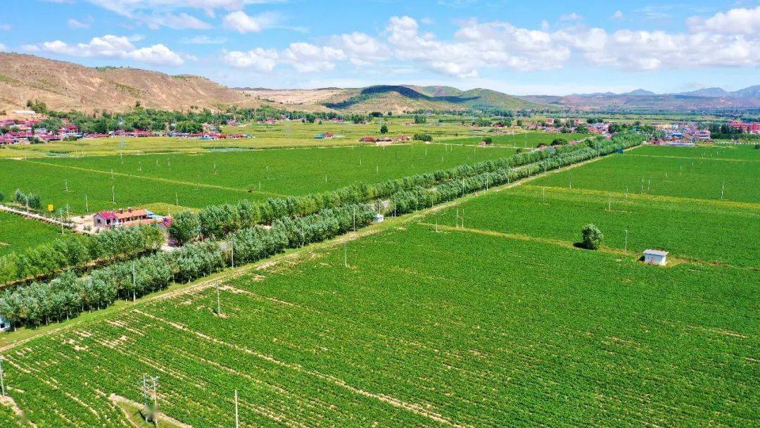 西吉:大力发展高质高效生态循环农业_种植