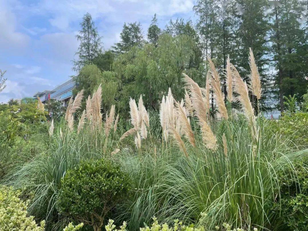 在蒲苇摇曳的诗画里,一起拗造型吧