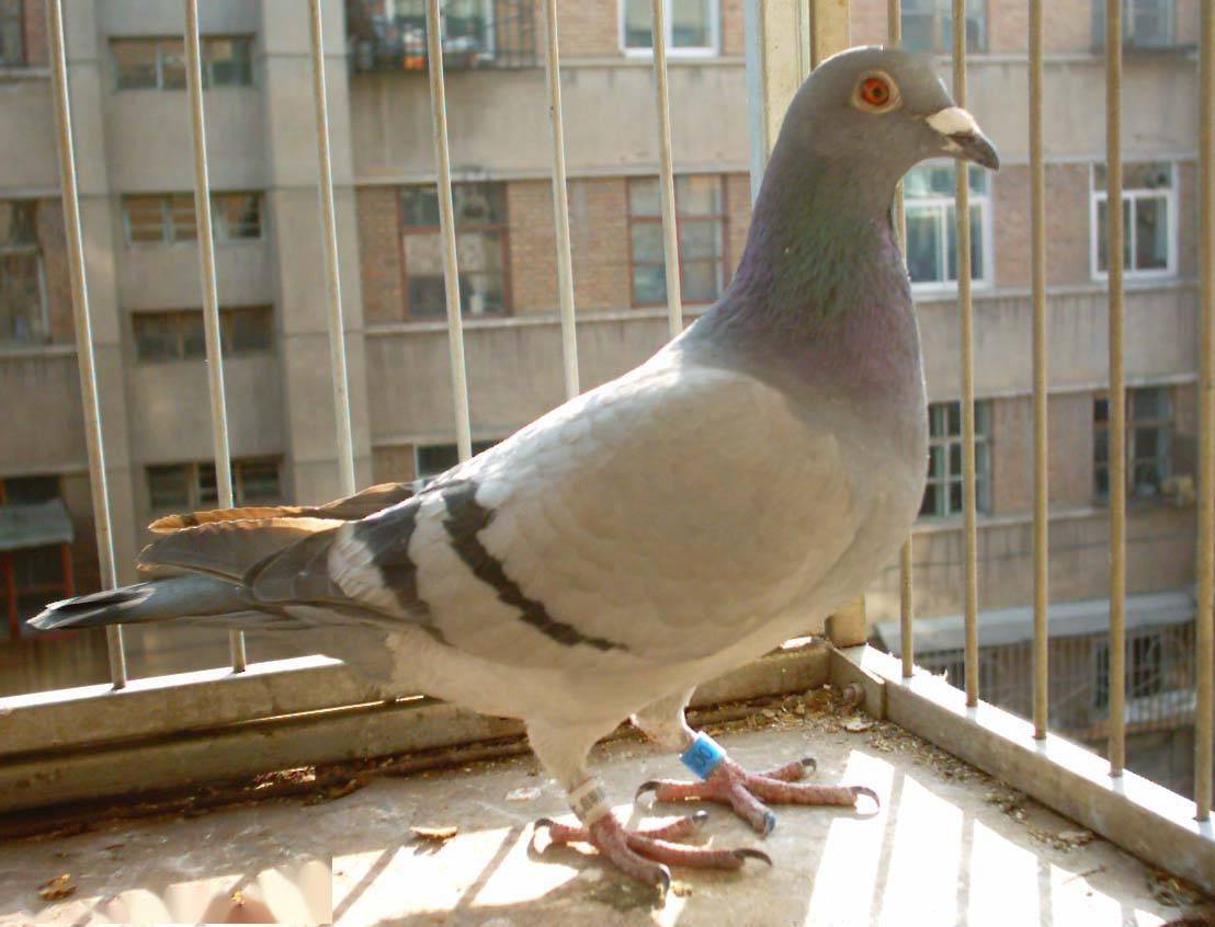 信鸽鸽子市场视频 644336b14e474922bb3af4530153d1c1.jpeg