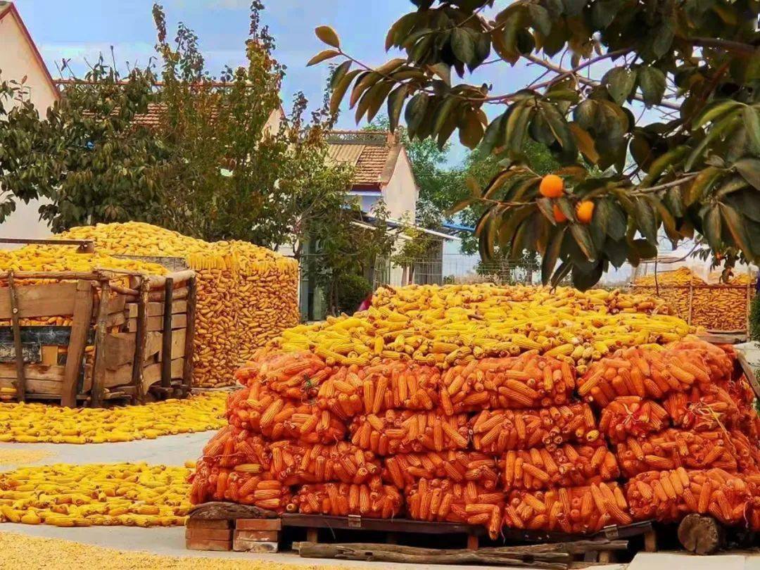 节气里的旬邑秋分之美