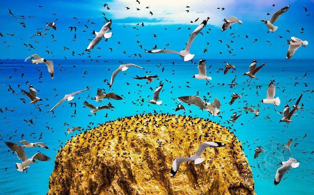 摄影|获奖公布丨2021第十届台中国际摄影艺术展作品（自然组）