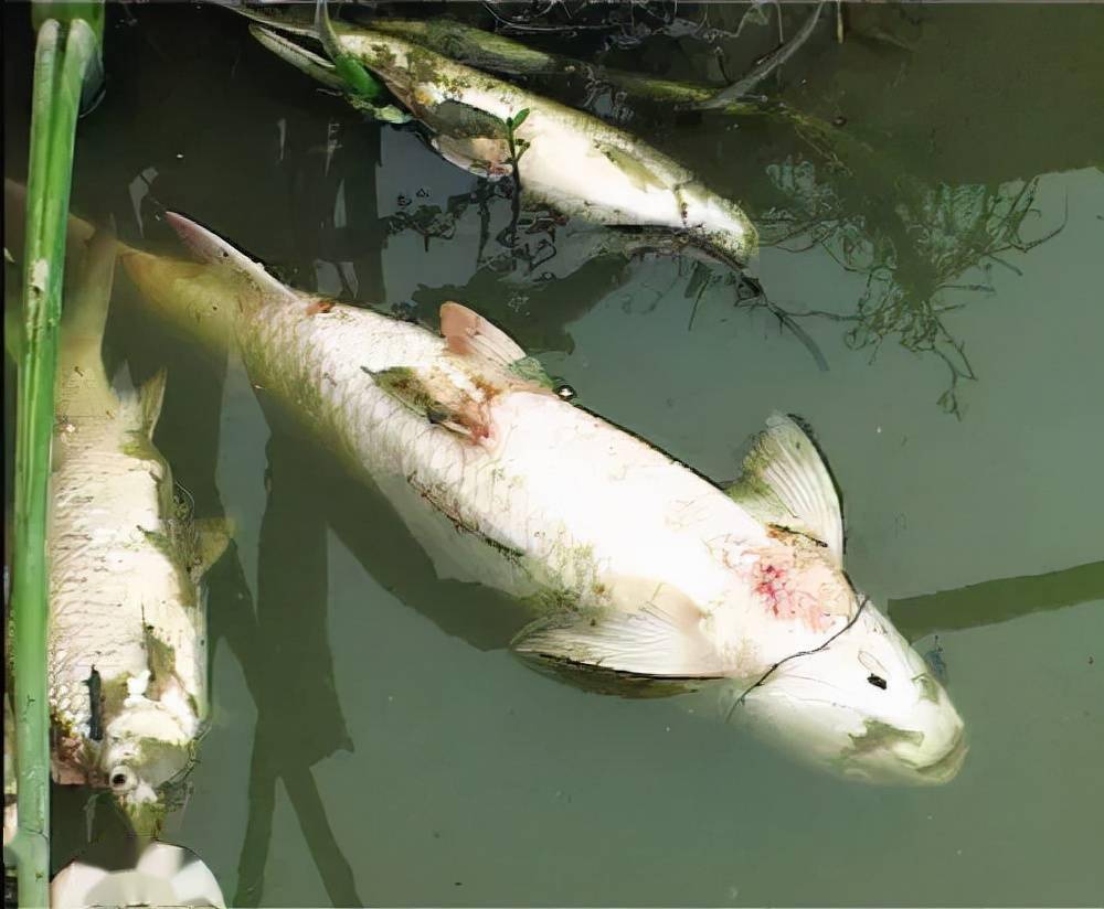 秋季养鱼出现大量死亡,十几万斤鱼全没了,到底哪出了问题?