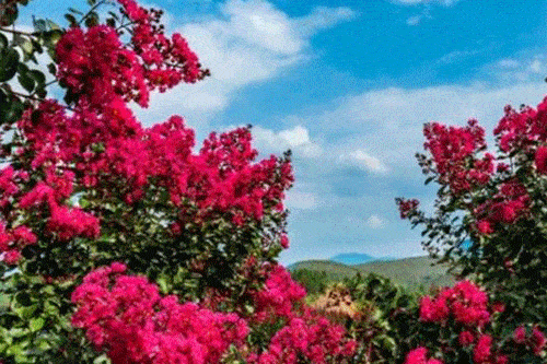 这里的紫薇花开得正艳!_徐家庄