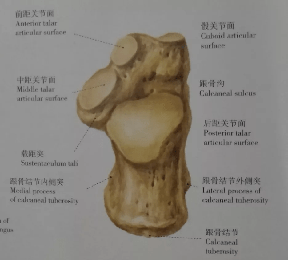 脚跟骨图片 结构图图片