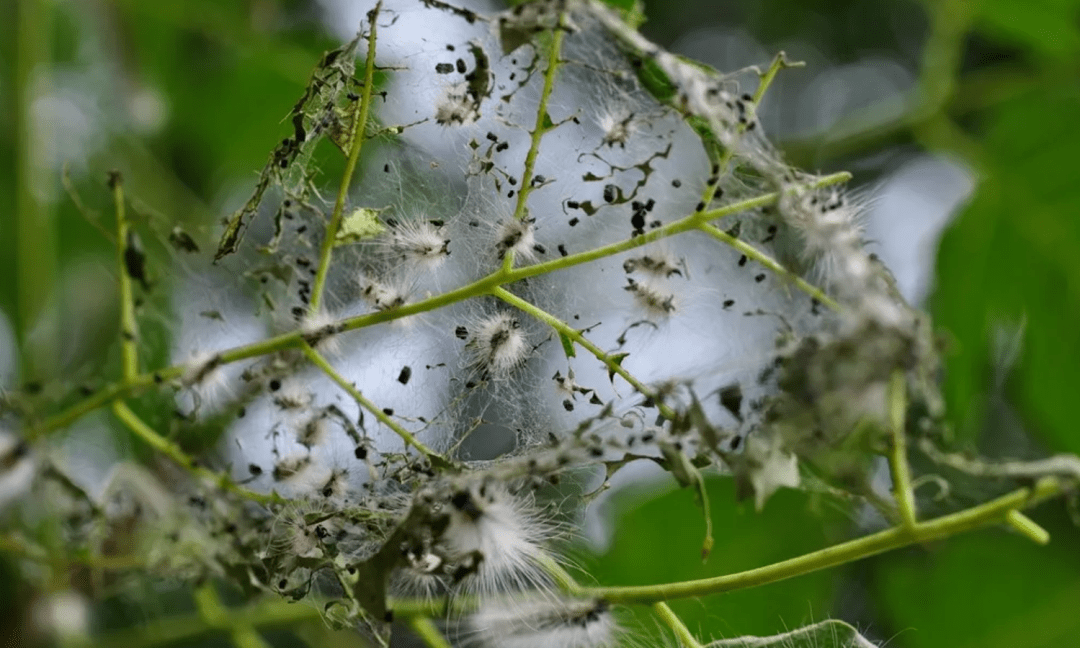 吃饱饭腿上起鸡皮疙瘩(腿上有起鸡皮疙瘩的感觉) 吃饱饭腿上起鸡皮疙瘩(腿上有起鸡皮疙瘩的感觉)