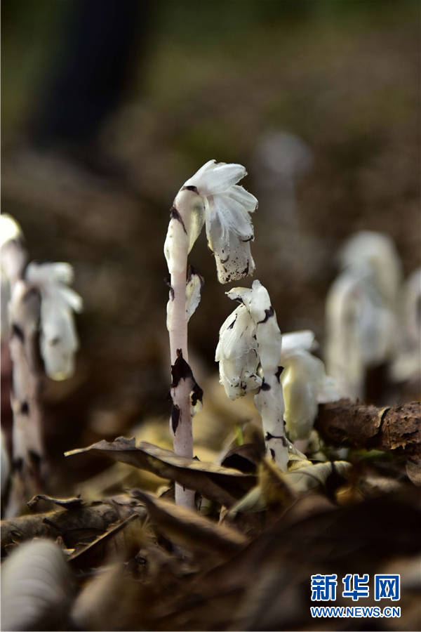 水晶兰现身云南耿马