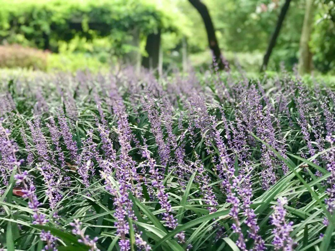 夏日探花 | 徐汇这些公园绿地里兰花三七盛开,紫色花田邀你漫步_地址