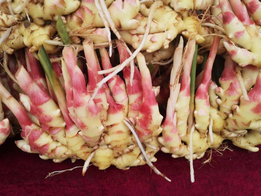 你是否见过秋分时节莱芜的生姜它长啥样