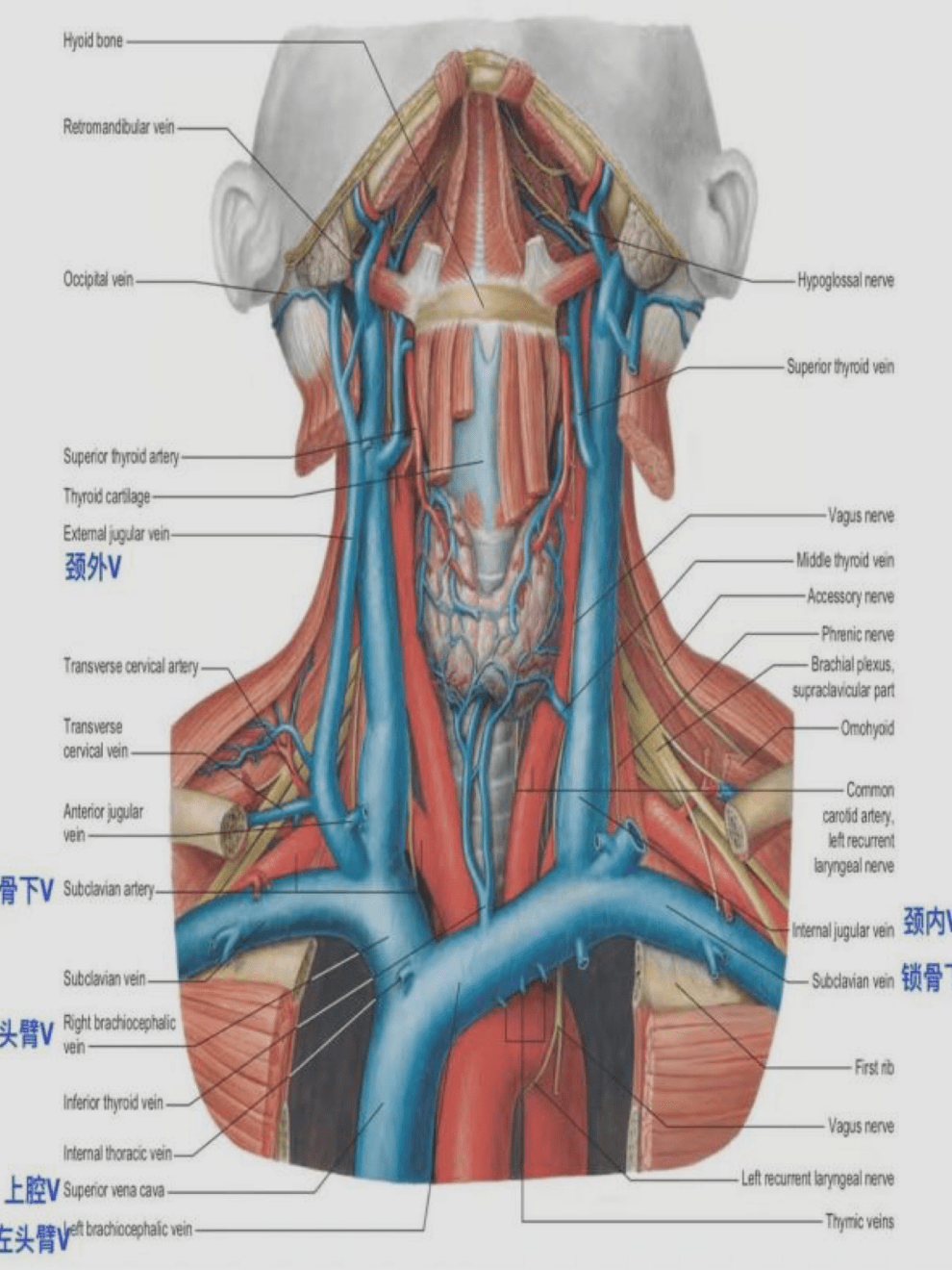 左无名静脉解剖图图片