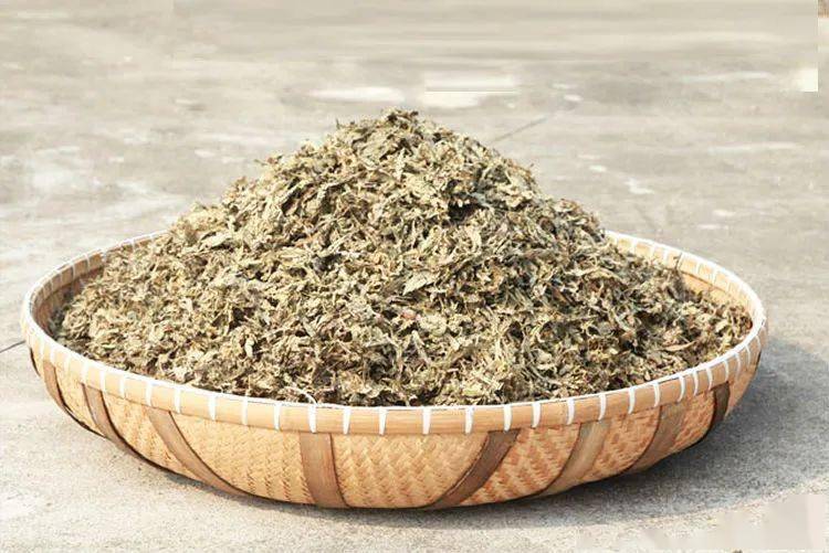 健康在身边艾草究竟有多神奇