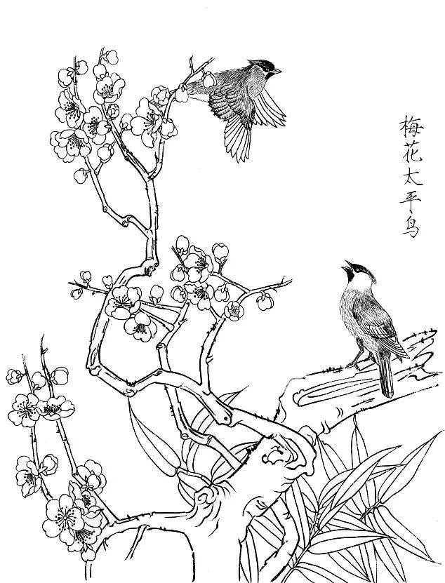 素材一组白描花鸟画稿25图