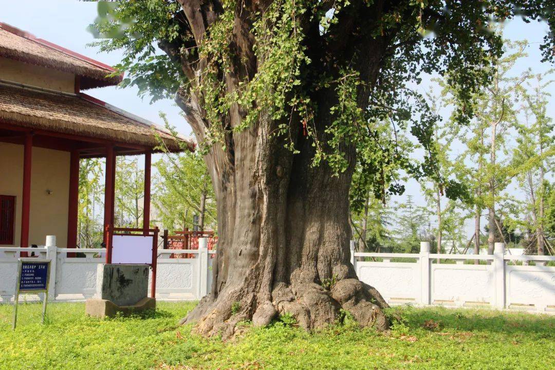 阜阳街头拍下不要吃有毒