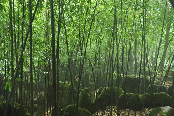 "桐梓县委副书记,代理县长易贤表示,"富在知"竹",行在"两山".