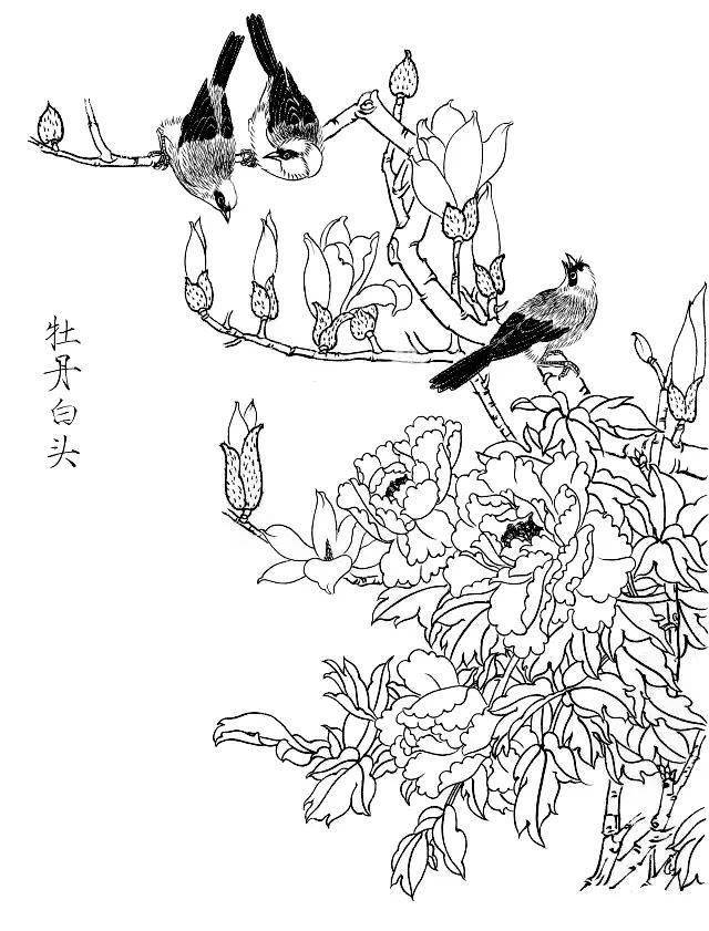 素材一组白描花鸟画稿25图