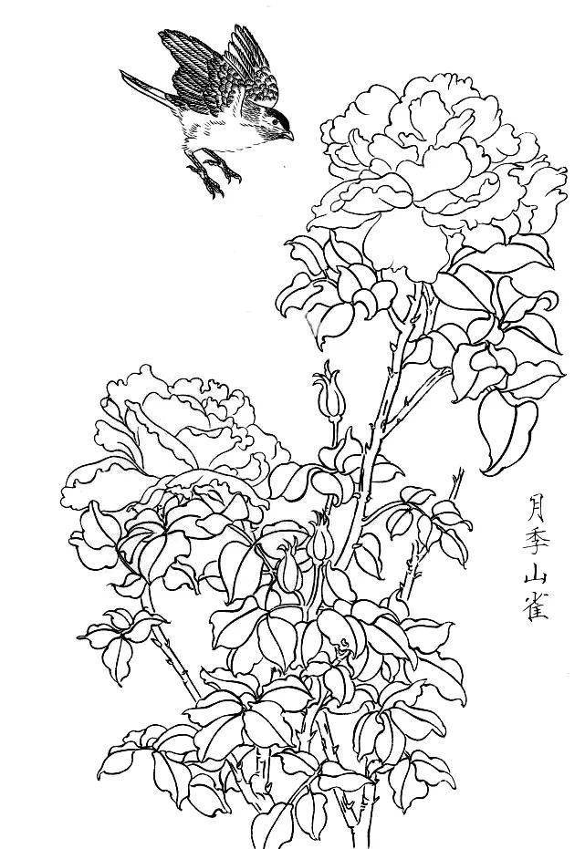 素材一组白描花鸟画稿25图