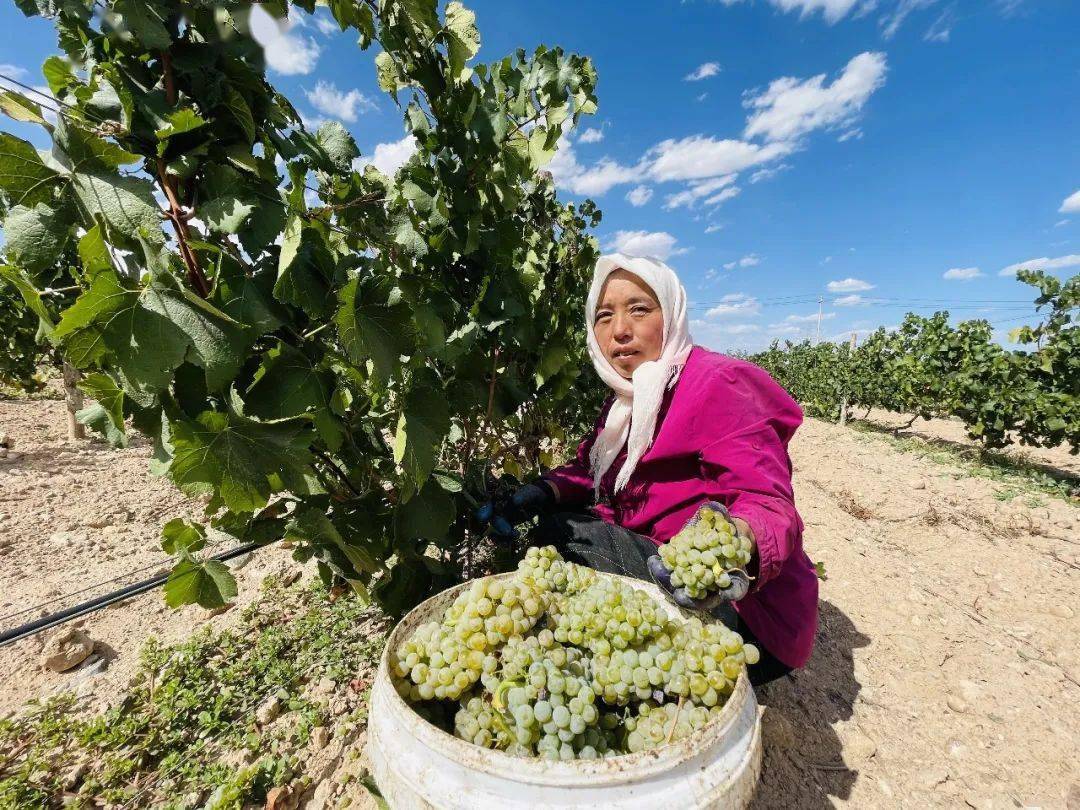 葡萄|慢沽佳酿醉成诗——贺兰山东麓葡萄酒产区成长之路