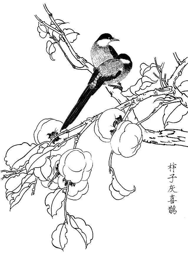 素材一组白描花鸟画稿25图