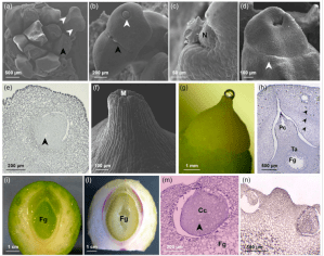new phytologist | 授粉调控银杏胚珠发育的分子机制解析