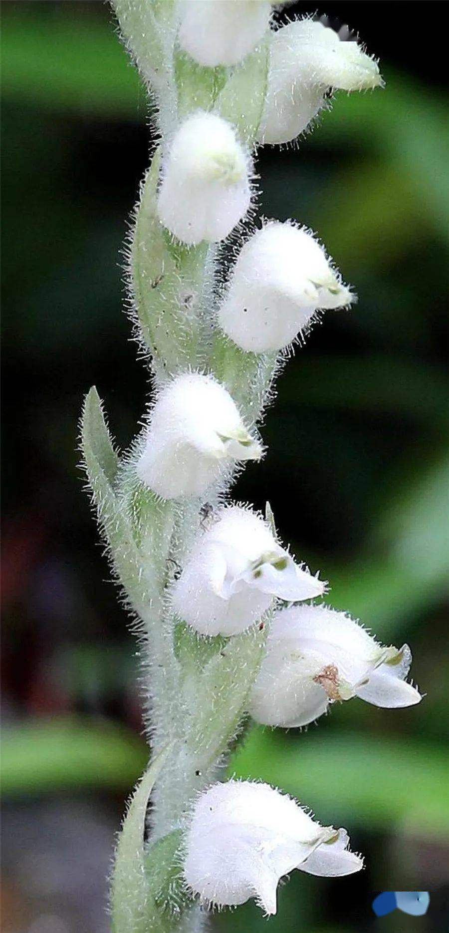 奇美拥有世界上最小种子的植物在临沧开花了