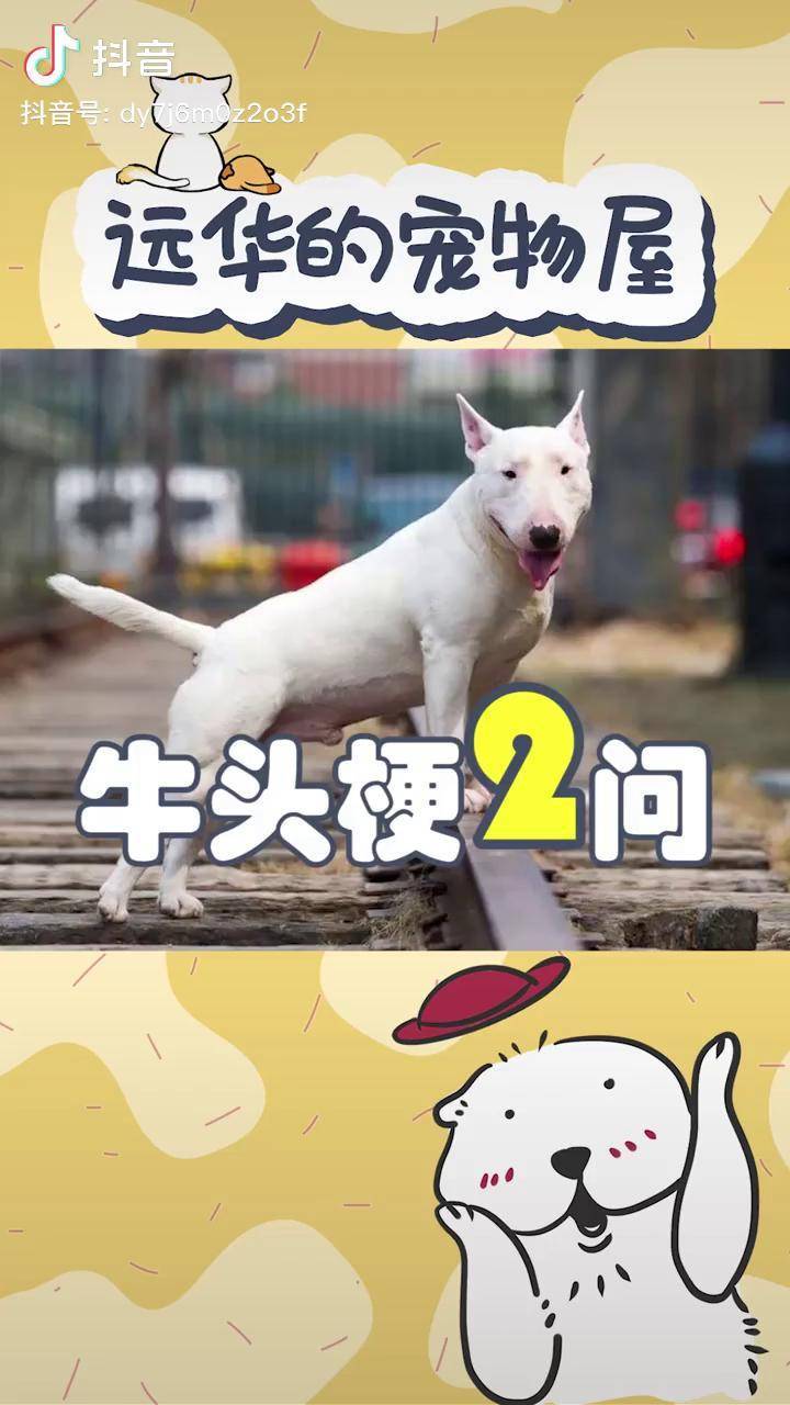 牛头梗应该是撞脸明星最多的狗吧你觉得它像谁宠物牛头梗