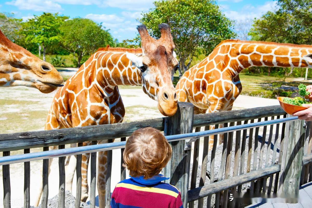 蘭州野生動物園本月底試營業,門票68元你嫌貴?正式開園立馬翻倍_成人