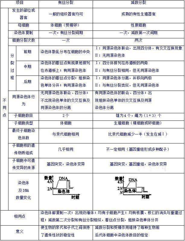 减数分裂和受精作用知识点总结