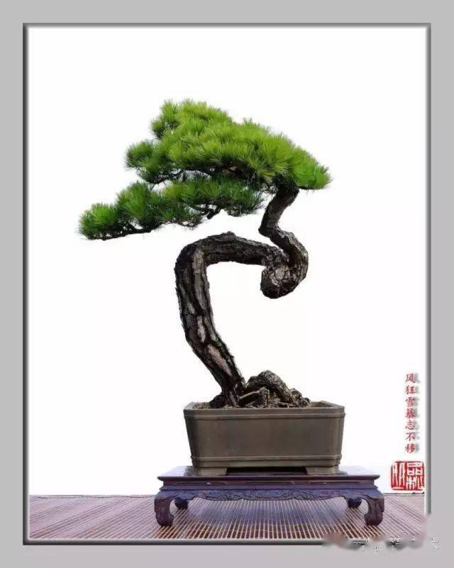 松树 盆景 古诗句