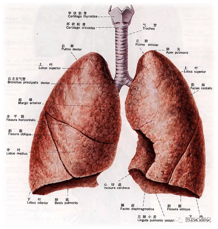 肺解剖位置图片